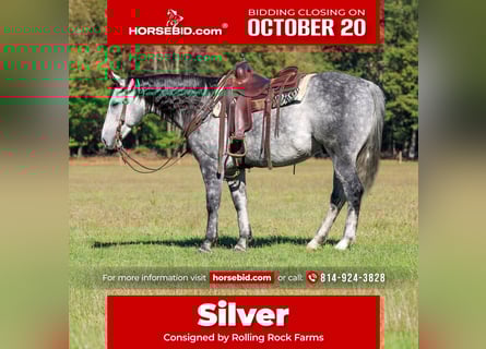 American Quarter Horse, Ruin, 10 Jaar, 160 cm, Schimmel