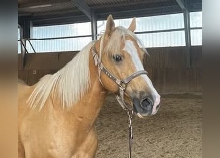 American Quarter Horse, Ruin, 10 Jaar, 163 cm, Champagne