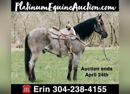 American Quarter Horse, Ruin, 10 Jaar, 163 cm, Roan-Blue