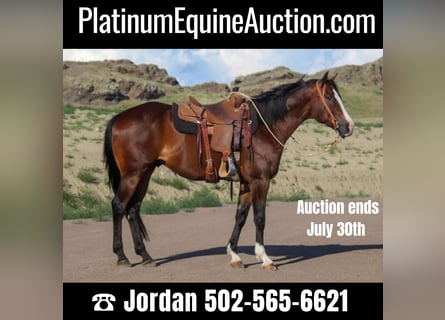 American Quarter Horse, Ruin, 10 Jaar, 163 cm, Roodbruin