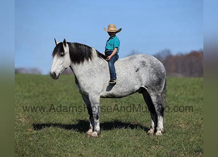 American Quarter Horse, Ruin, 10 Jaar, 163 cm, Schimmel