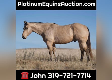 American Quarter Horse, Ruin, 10 Jaar, Buckskin