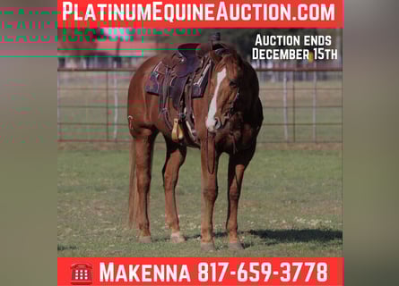 American Quarter Horse, Ruin, 10 Jaar, Donkere-vos