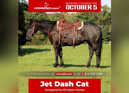 American Quarter Horse, Ruin, 10 Jaar, Roan-Blue