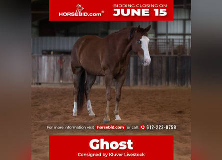 American Quarter Horse, Ruin, 10 Jaar, Roodvos