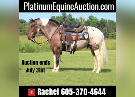 American Quarter Horse, Ruin, 11 Jaar, 135 cm, Donkere-vos