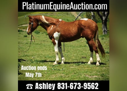 American Quarter Horse, Ruin, 11 Jaar, 142 cm, Tobiano-alle-kleuren