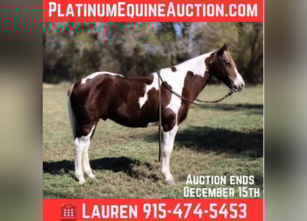 American Quarter Horse, Ruin, 11 Jaar, 142 cm, Tobiano-alle-kleuren