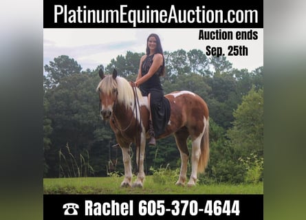 American Quarter Horse, Ruin, 11 Jaar, 147 cm, Donkere-vos