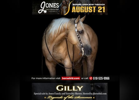 American Quarter Horse, Ruin, 11 Jaar, 147 cm, Palomino