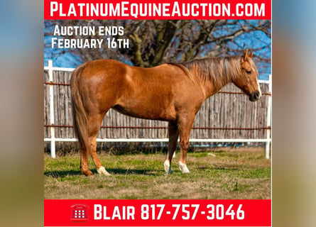 American Quarter Horse, Ruin, 11 Jaar, 147 cm, Palomino