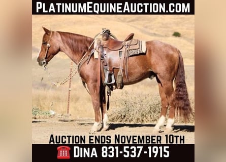 American Quarter Horse, Ruin, 11 Jaar, 147 cm, Roan-Red