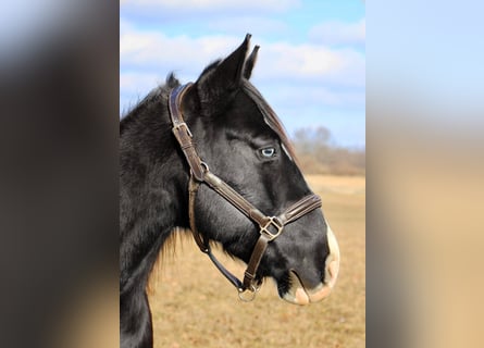 American Quarter Horse, Ruin, 11 Jaar, 147 cm, Zwart