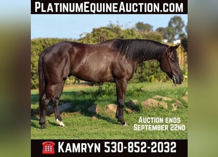 American Quarter Horse, Ruin, 11 Jaar, 147 cm, Zwart