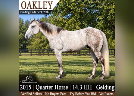 American Quarter Horse, Ruin, 11 Jaar, 150 cm, Appelschimmel