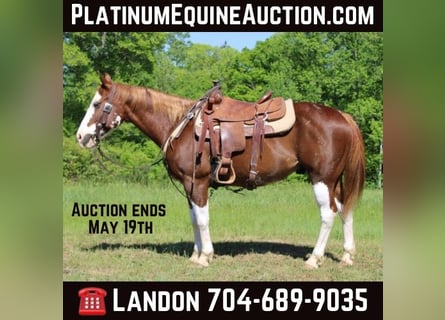 American Quarter Horse, Ruin, 11 Jaar, 150 cm, Donkere-vos