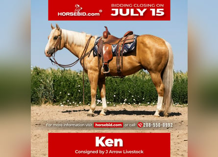 American Quarter Horse, Ruin, 11 Jaar, 150 cm, Palomino