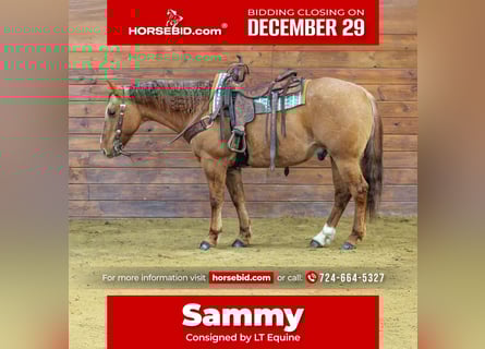 American Quarter Horse, Ruin, 11 Jaar, 150 cm, Red Dun