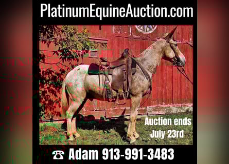 American Quarter Horse, Ruin, 11 Jaar, 150 cm, Roan-Red