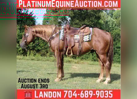 American Quarter Horse, Ruin, 11 Jaar, 150 cm, Roan-Red