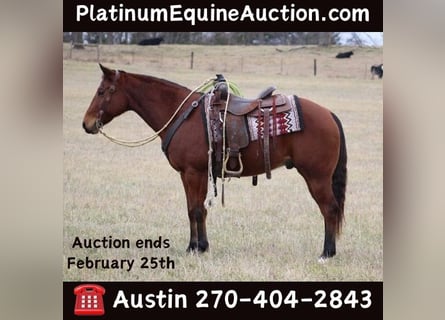 American Quarter Horse, Ruin, 11 Jaar, 150 cm, Roodbruin