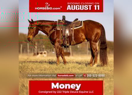 American Quarter Horse, Ruin, 11 Jaar, 150 cm, Roodvos