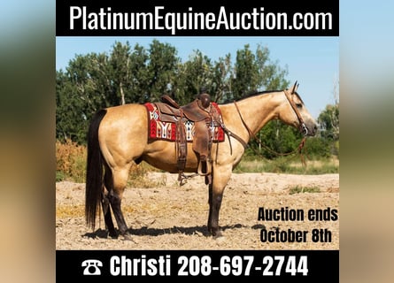 American Quarter Horse, Ruin, 11 Jaar, 152 cm, Buckskin