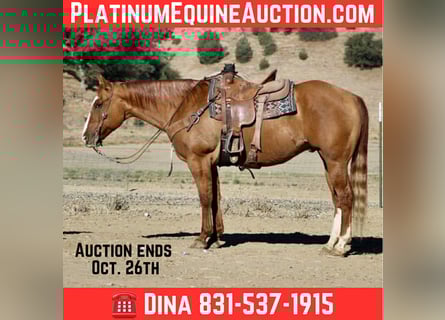 American Quarter Horse, Ruin, 11 Jaar, 152 cm, Falbe