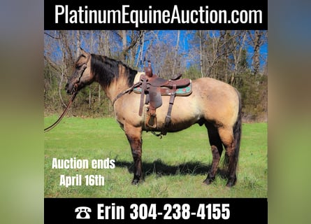 American Quarter Horse, Ruin, 11 Jaar, 152 cm, Grullo