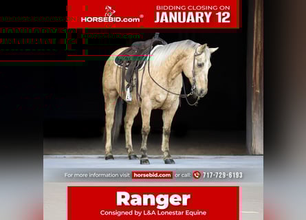 American Quarter Horse, Ruin, 11 Jaar, 152 cm, Palomino