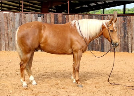 American Quarter Horse, Ruin, 11 Jaar, 152 cm, Palomino