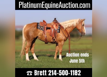 American Quarter Horse, Ruin, 11 Jaar, 152 cm, Palomino