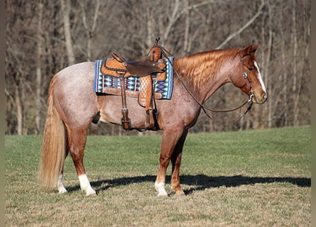 American Quarter Horse, Ruin, 11 Jaar, 152 cm, Roan-Bay