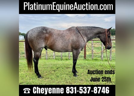 American Quarter Horse, Ruin, 11 Jaar, 152 cm, Roan-Blue