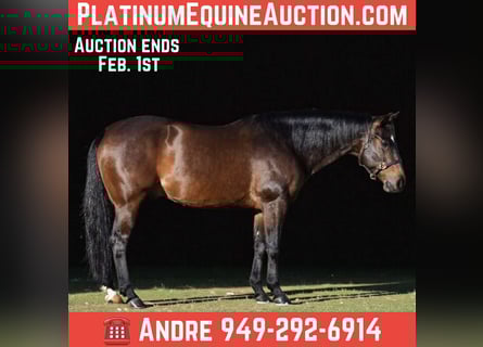 American Quarter Horse, Ruin, 11 Jaar, 152 cm, Roodbruin