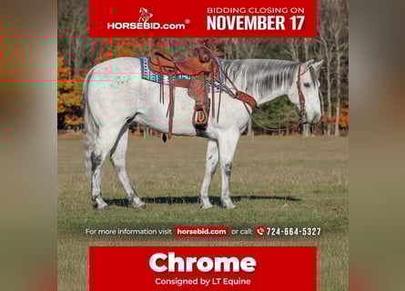 American Quarter Horse, Ruin, 11 Jaar, 152 cm, Schimmel