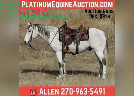 American Quarter Horse, Ruin, 11 Jaar, 152 cm, Schimmel