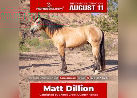 American Quarter Horse, Ruin, 11 Jaar, 155 cm, Buckskin