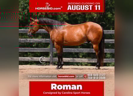 American Quarter Horse, Ruin, 11 Jaar, 155 cm, Roodbruin