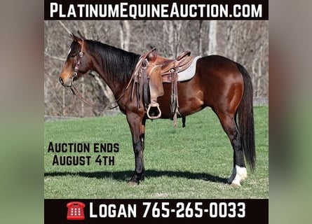 American Quarter Horse, Ruin, 11 Jaar, 155 cm, Roodbruin