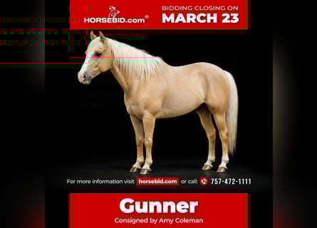 American Quarter Horse, Ruin, 11 Jaar, 157 cm, Palomino