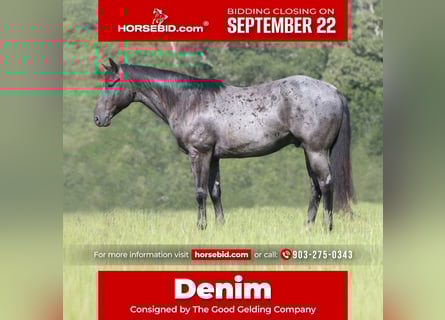 American Quarter Horse, Ruin, 11 Jaar, 157 cm, Roan-Blue