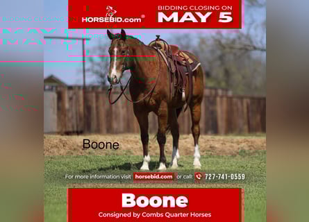 American Quarter Horse, Ruin, 11 Jaar, 157 cm, Roodbruin