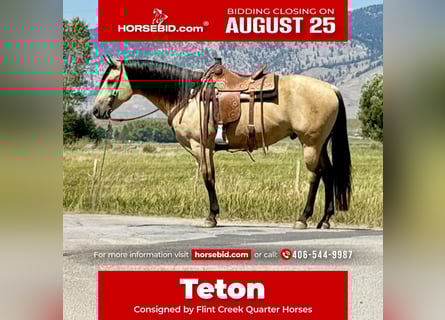 American Quarter Horse, Ruin, 11 Jaar, 160 cm, Buckskin