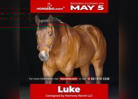 American Quarter Horse, Ruin, 11 Jaar, 160 cm, Roodbruin
