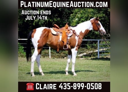 American Quarter Horse, Ruin, 11 Jaar, 163 cm, Tobiano-alle-kleuren