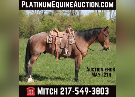 American Quarter Horse, Ruin, 11 Jaar, 165 cm, Roan-Bay