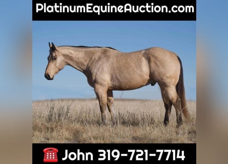 American Quarter Horse, Ruin, 11 Jaar, Buckskin