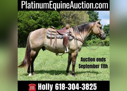 American Quarter Horse, Ruin, 11 Jaar, Grullo