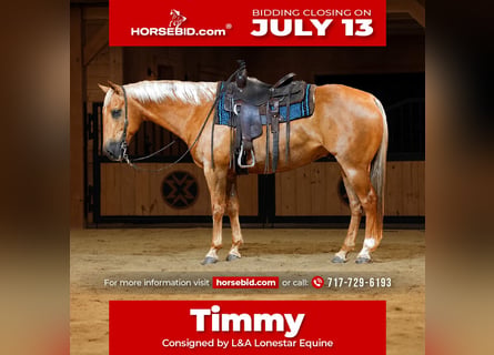 American Quarter Horse, Ruin, 11 Jaar, Palomino
